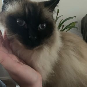 Meet your Posher, Alannah